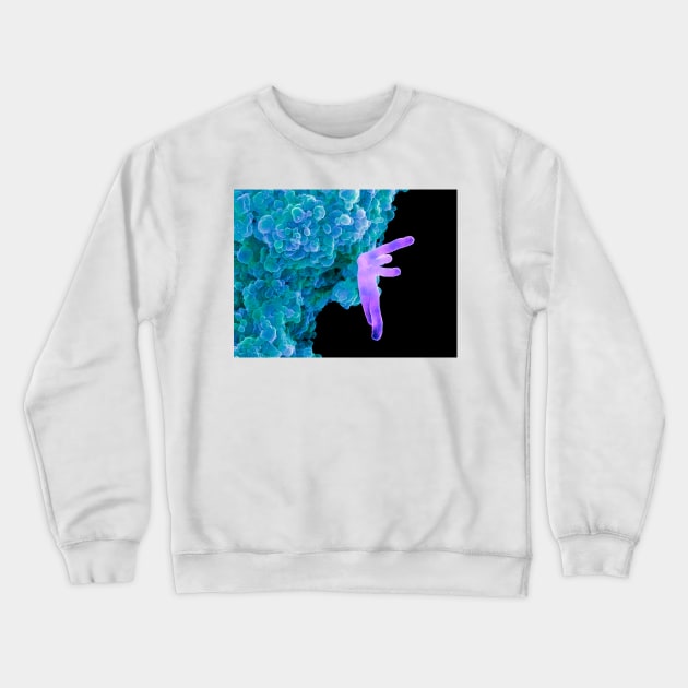 Bacteria infecting a macrophage, SEM (B220/1631) Crewneck Sweatshirt by SciencePhoto